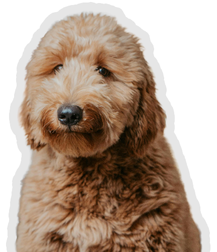 Goldendoodle at Petssible
