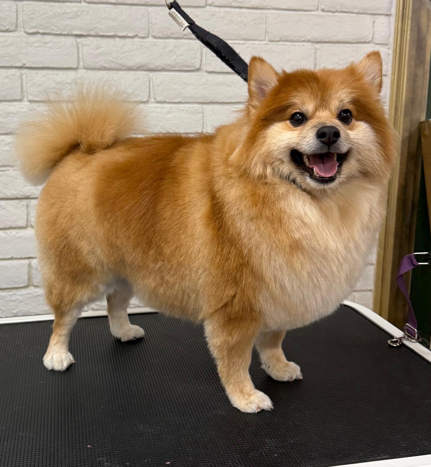 Freshly groomed Pomeranian at Petssible in El Paso