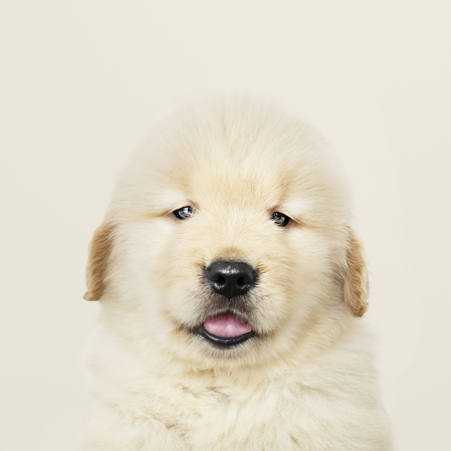 Fluffy puppy after a Petssible visit