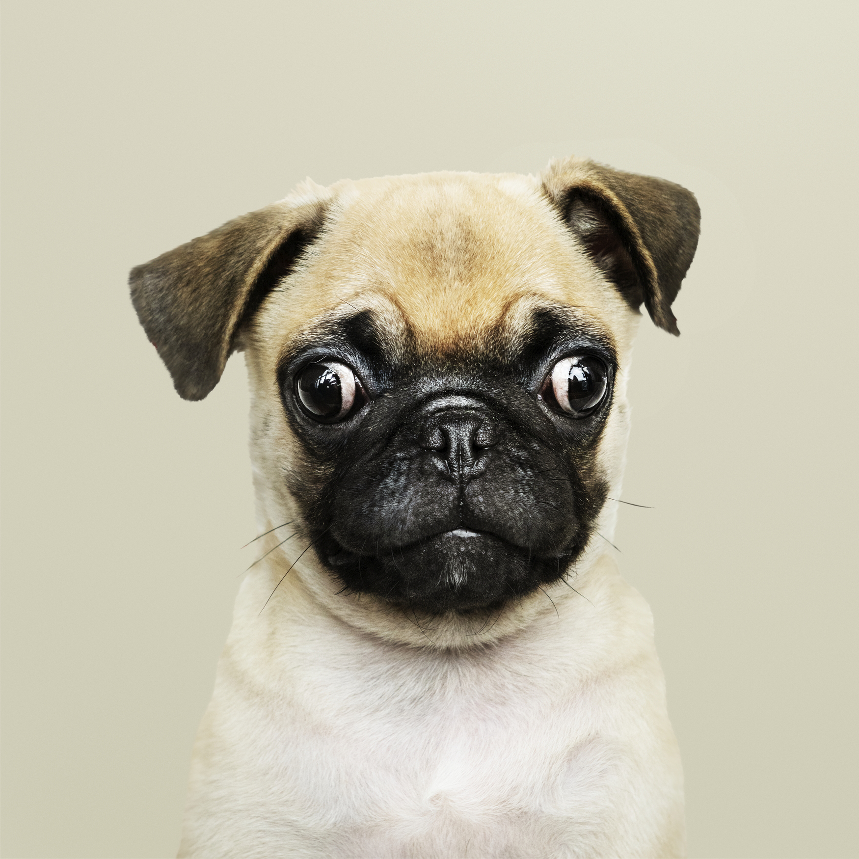 Pug at Petssible